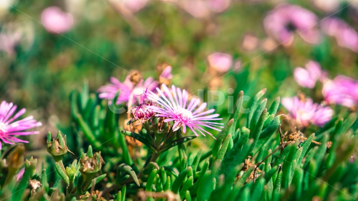 꽃,식물,봄,분위기,들꽃,식물,자연,plants,nature,꽃,flower,감성,sensible,feeling