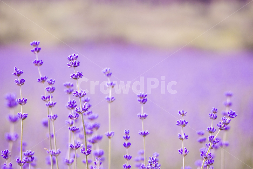 라벤더,꽃,식물,잎,보라색,배경,백그라운드,줄기,바이올렛,라벤다,식물,자연,plants,nature,꽃,flower,감성,sensible,feeling,색깔,색상,색채,색감,color sense,color sensitivity,feeling of color