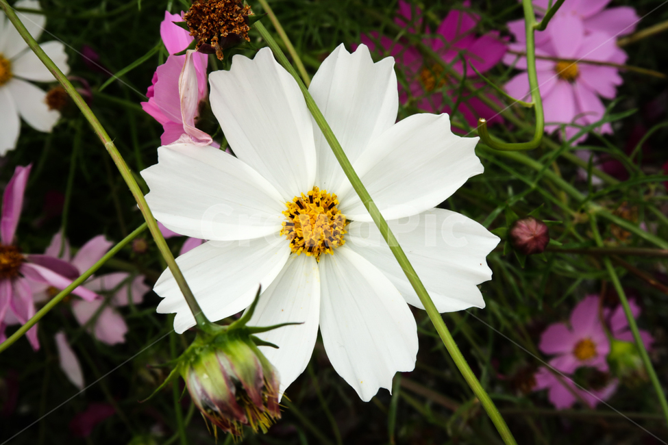 코스모스,꽃,식물,cosmos,flower,가을,계절,fall,autumn,season,plant