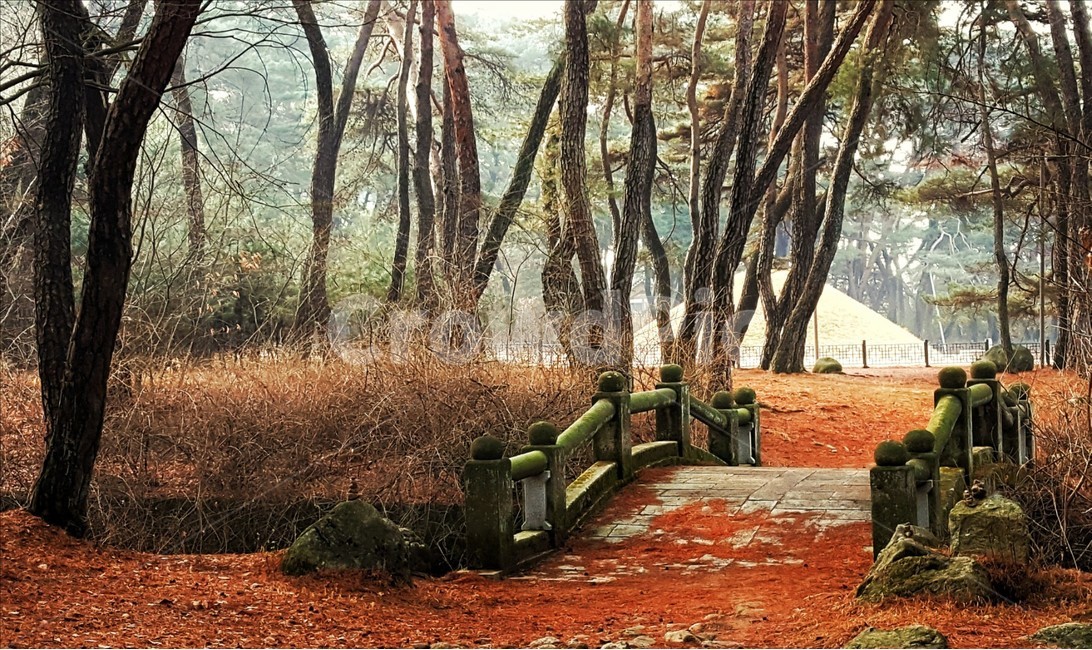삼릉,소나무,릉,한국적,숲,힐링,솔숲,풍경,자연,겨울,다리,왕릉,plant,식물,tree,나무,nature,wood,trees,경주삼릉