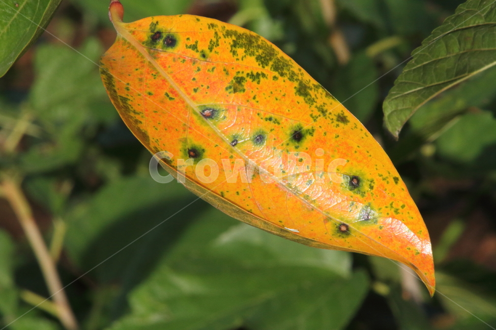 잎,단풍,감나무잎,leaf,redleaves,가을,계절,fall,autumn,season,식물,자연,plants,nature,plant,veins,정맥