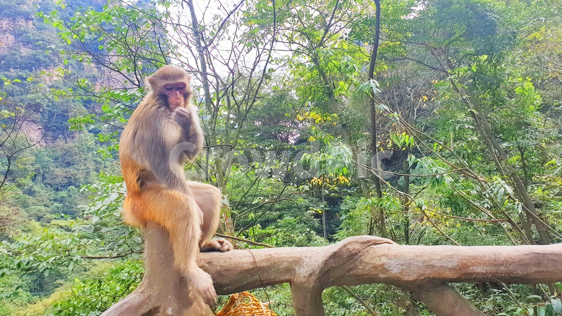 monkey,원숭이,동물,animal,야생동물,wildlife,mammal,포유류,동물,animal,포유류,mammal