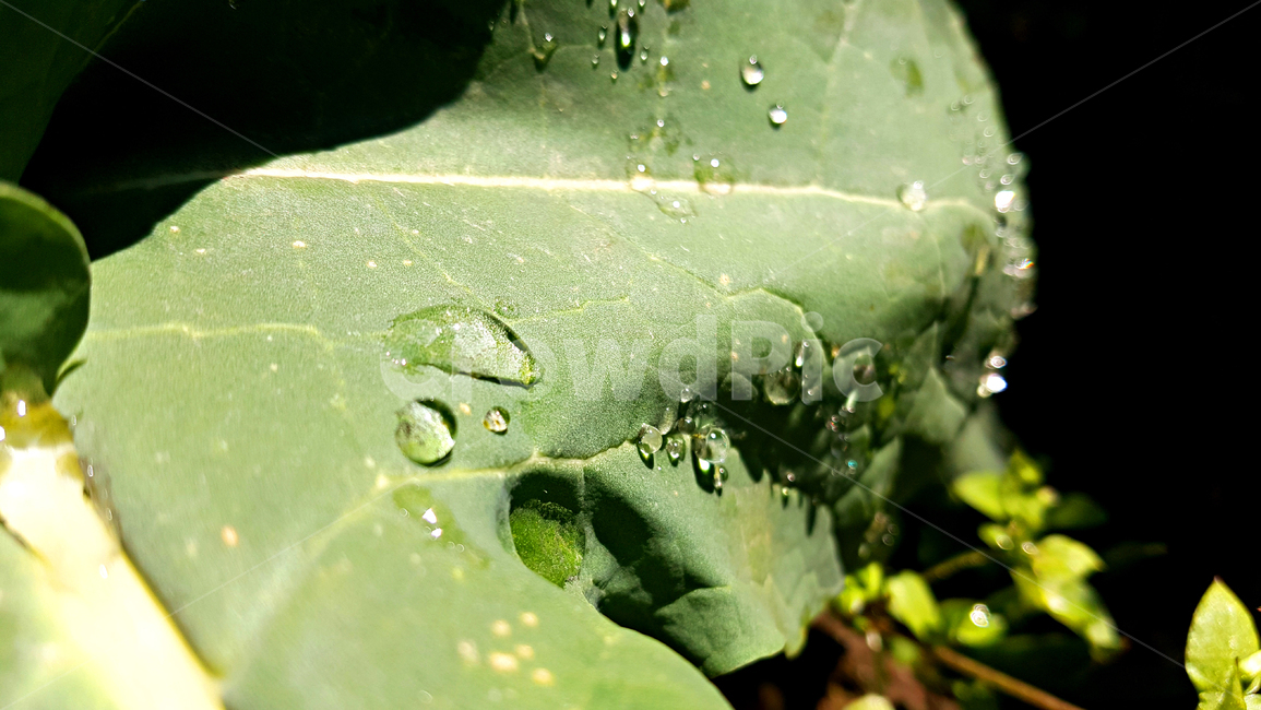 유채,빗방울,비,유채잎,식물,잎,leaf,plant,물방울,작은물방울,자연