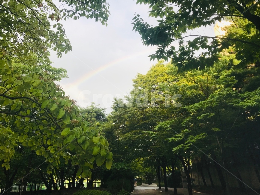 무지개,공원무지개,rainbow,길,자연