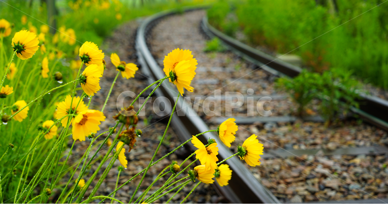 꽃,들꽃,야생화,비,봄비,노란꽃,식물,자연,plants,nature,꽃,flower