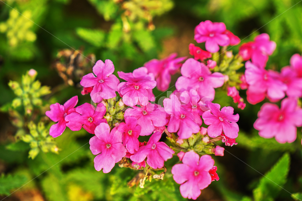 꽃,여름,식물,자연,나들이,식물,자연,plants,nature,꽃,flower