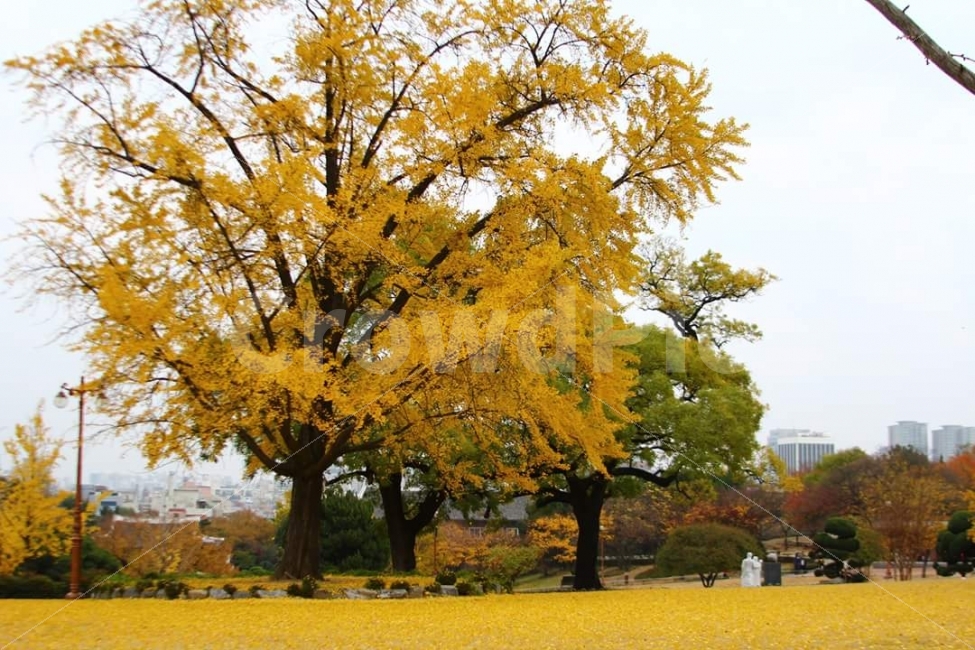 가을,노랑,은행잎,달성공원,감성,가을풍경,풍경,나무,은행나무,노랑잎,자연,풍경,nature,landscape,tree,plant,식물,tree trunk,나무 줄기