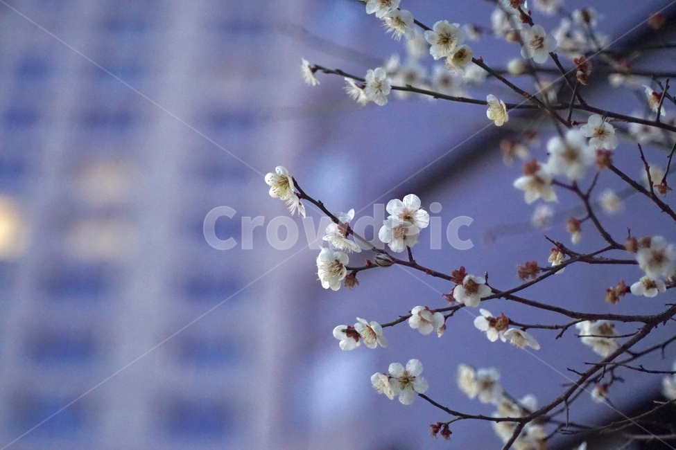 벚꽃,밤,봄,꽃,필름,감성