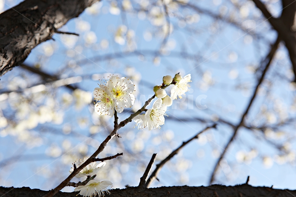매화,매화꽃,꽃,꽃잎,봄꽃,봄,식물,자연,공원,식물,자연,plants,nature,꽃,flower