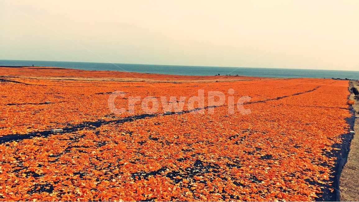 제주도,감귤,올레길,오름,감성,낭만,오렌지,주황색,바다,수평선,자연,풍경,nature,landscape,한국자연풍경,한국자연경관,korea nature landscape,제주도,jeju,jeju island,ground,바닥,soil,흙,outdoors,옥외,land,땅