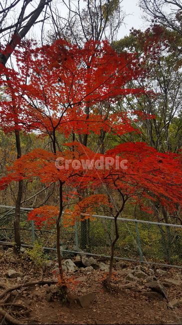 자연,outdoors,nature,산,가을등산,잎,단풍,나무,tree,maple,leaf,가을,계절,fall,autumn,season