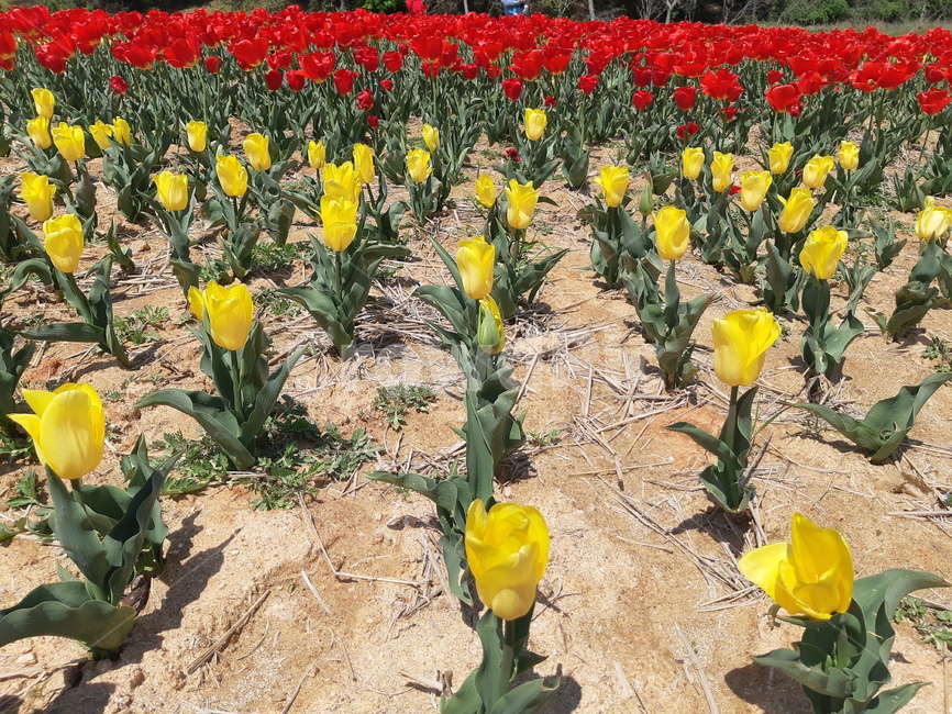 spring flowers,Red,Tulip,plant,yellow,yellow flower,flower garden,flower,red flower