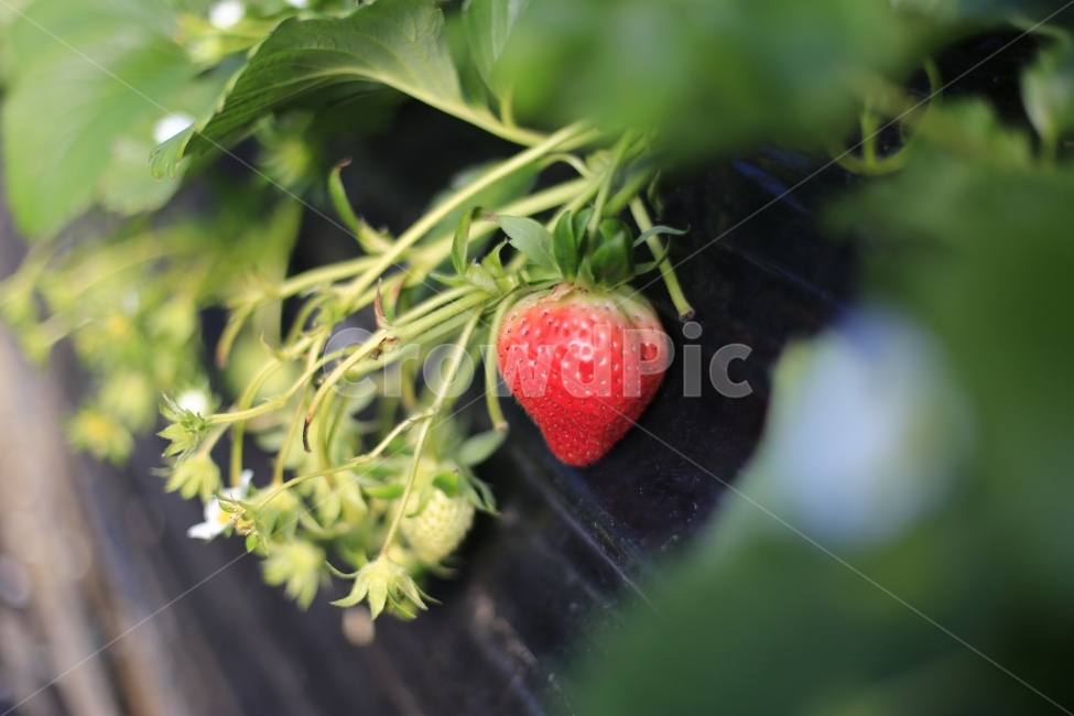 딸기,과일,열매,빨강,fruit,strawberry,nature,red,과실,농장,농작물,빨간,빨강색,맛있는,맛있다,싱싱한,음식,식재료,요리,food,cook,meal,dishes,food reserves,과일,열매,fruit,채소,야채,vegetables