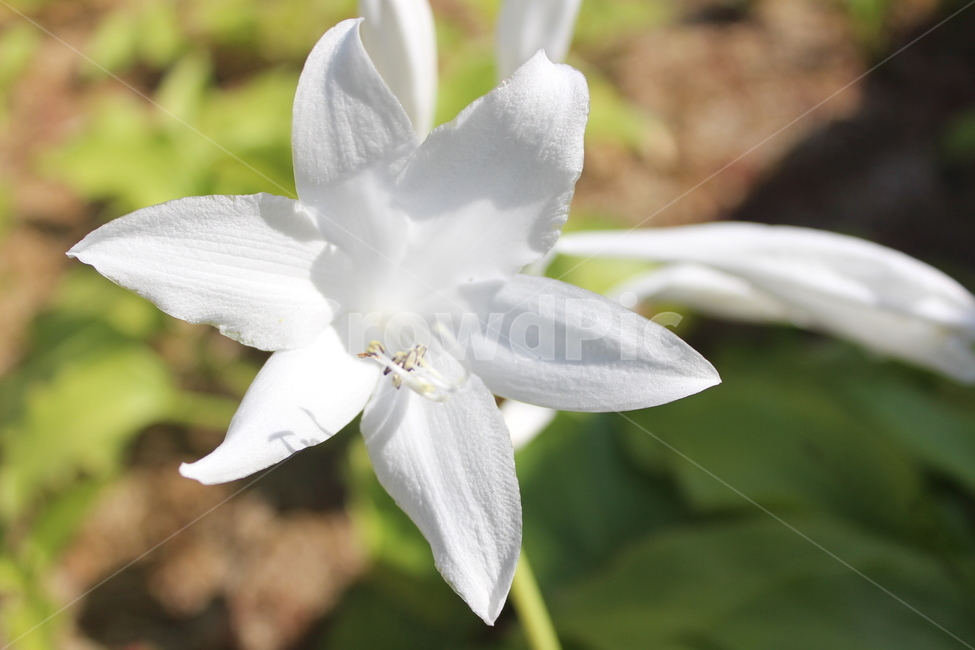 plant,식물,꽃,flower,bolssom,식물,자연,plants,nature,꽃,flower