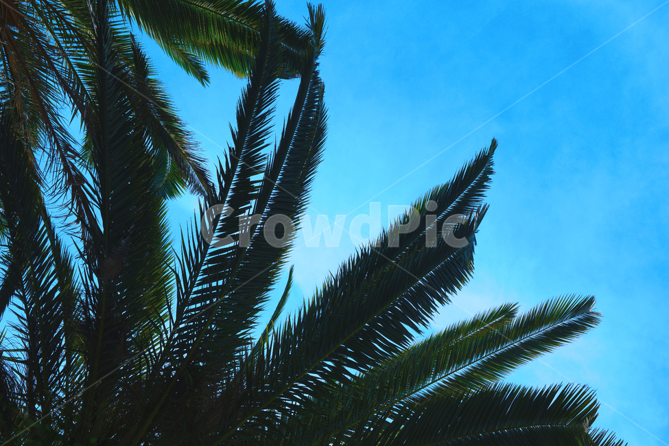 나무,야자수,하늘,여름,휴가,vacation,자연,꽃,초록색,flower,green,초록,색깔,색감,color,감성사진,감성,colorsense,colorsensitivity,feeling,nature,plant,plants,풍경,식물,summer,palm,palmtree,tree,sky,tropic,exotic,코코넛,코코넛트리,coconut,coconuttree