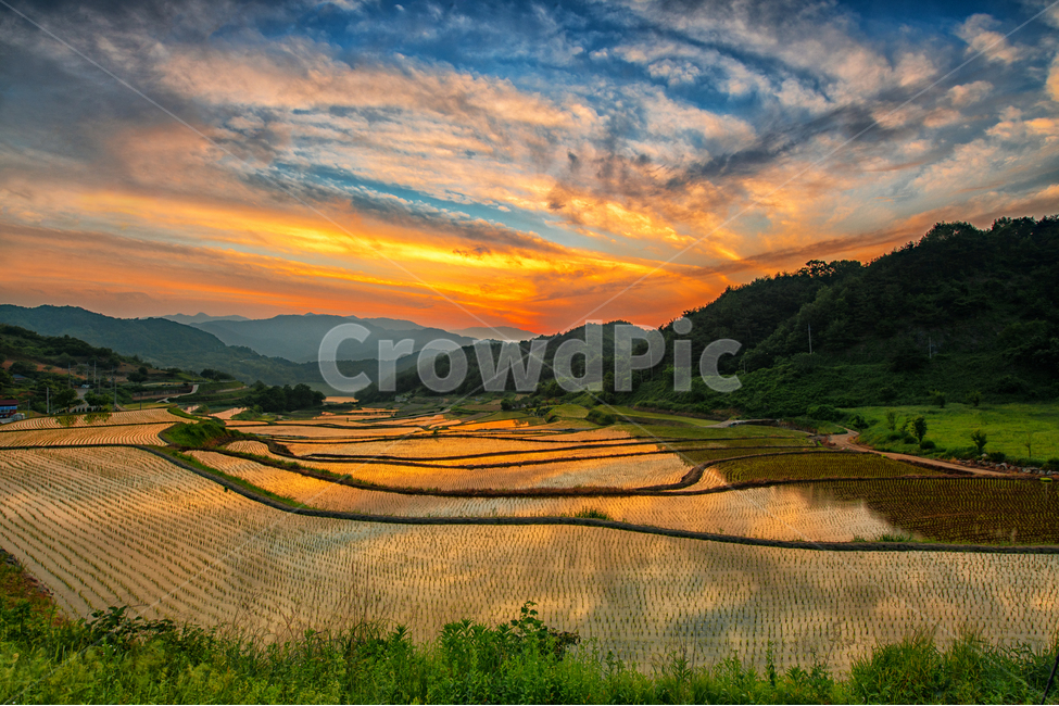 노을,시골풍경,석양,반영,구름,자연,풍경,nature,landscape,시골,마을,country,rural,town,산업,industry,industrial,농업,농사,agriculture,farming,farming industry,grassland,목초지,field,들,outdoors,옥외,paddy field,패디 필드