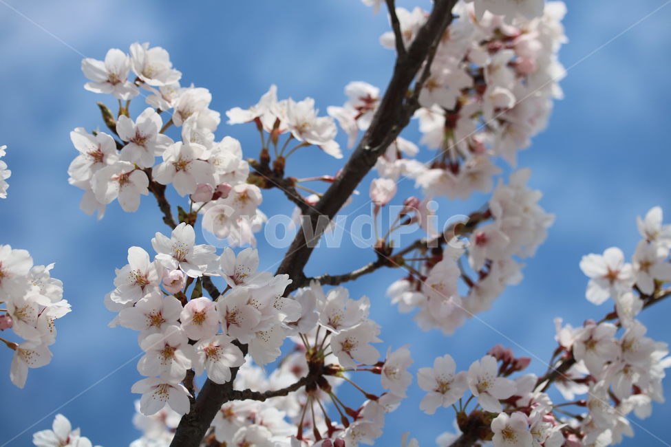 벚꽃,꽃,봄,계절,식물,자연,브라운,분홍색,하얀색,색깔,cherryblossom,pink,brown,white,flower,spring,season,color,plant,nature,봄,계절,spring,season,식물,자연,plants,nature,꽃,flower,blossom