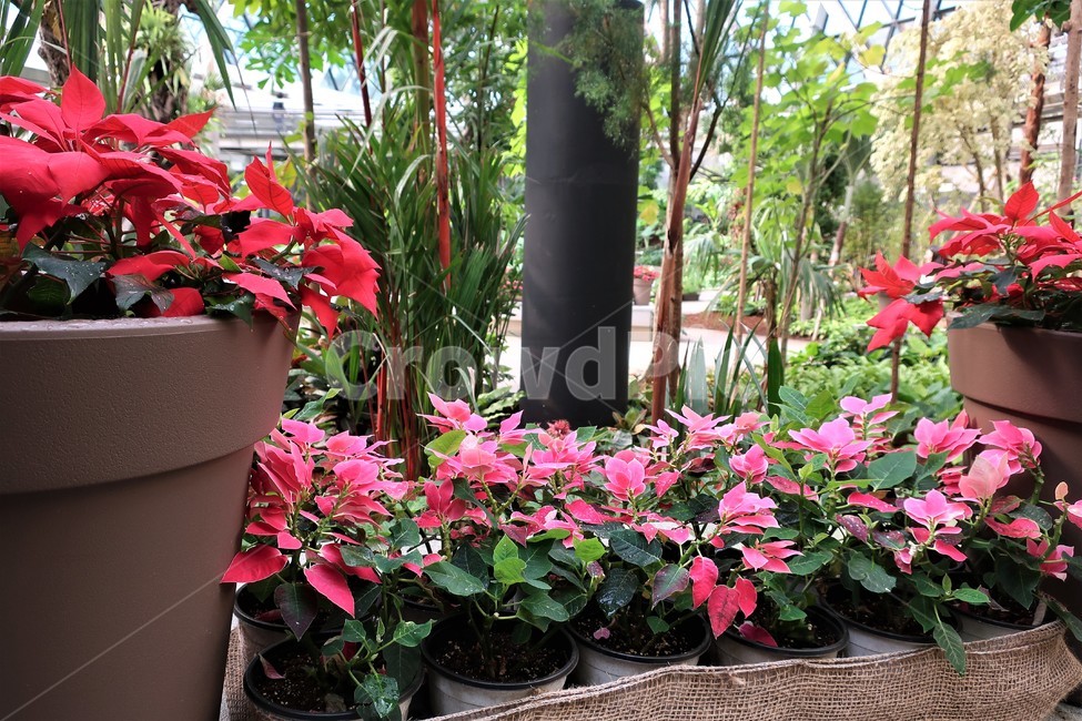 서울식물원,식물,온실,수목원,정원,실내,생태,조성,꽃,나무,시설,식물,자연,plants,nature,꽃,flower