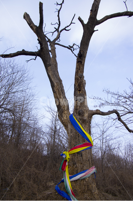 나무,고목,무당,성황당,신목,tree,sacredtree,god,shaman,샤먼,전통,traditional,korea,감성,자연,계절,풍경,풍경사진,감성사진,정취