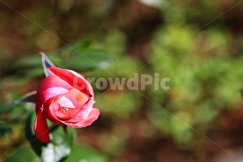 장미,장미꽃,꽃,꽃잎,가을,식물,자연,공원,식물,자연,plants,nature,꽃,flower