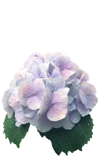 수국,빗방울,flower,수국축제,꽃다발,꽃,flower,누끼,remove background
