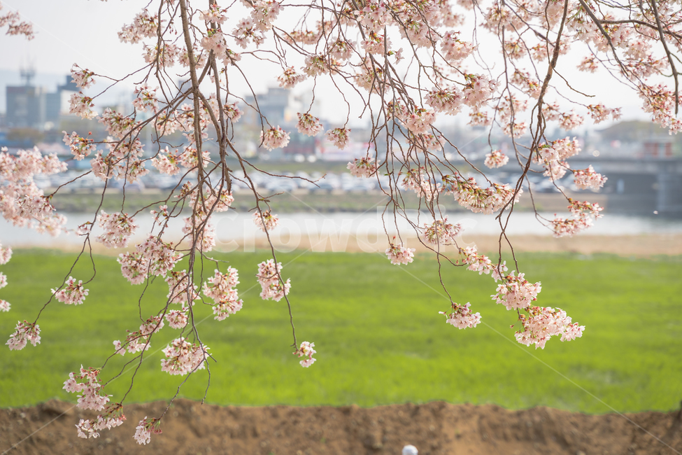 봄,벚꽃,spring,꽃,따뜻함,봄꽃,cherryblossom,경주,korea,flower,flowers,봄,계절,spring,season,자연,풍경,nature,landscape,plant,식물,cherry blossom,blossom