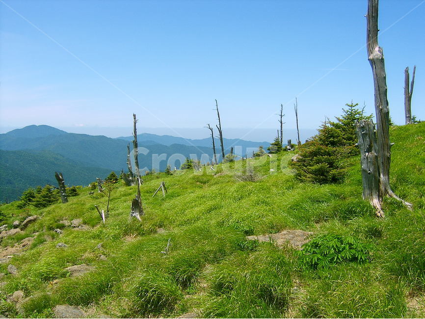 지리산,제석봉,고사목,제석봉고사목,고사목과반야봉,자연,풍경,nature,landscape,한국자연풍경,한국자연경관,korea nature landscape,outdoors,옥외,field,들,grassland,목초지