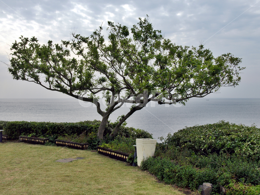 팽나무,바다,올레8코스,올레길,제주,서귀포시,식물,자연,plants,nature,나무,trees,wood