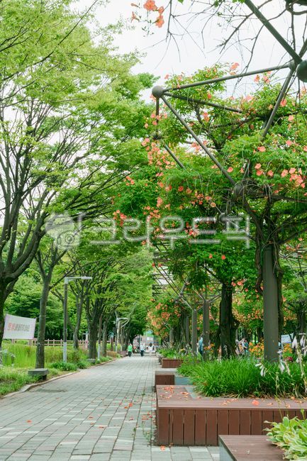 여름꽃,능소화,금등화,벤치,공원,나무,보도블럭,초록,주황