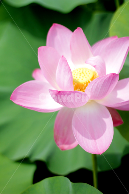 plant,식물,blossom,꽃,flower,lotus,연꽃,nature,자연,식물,자연,plants,nature