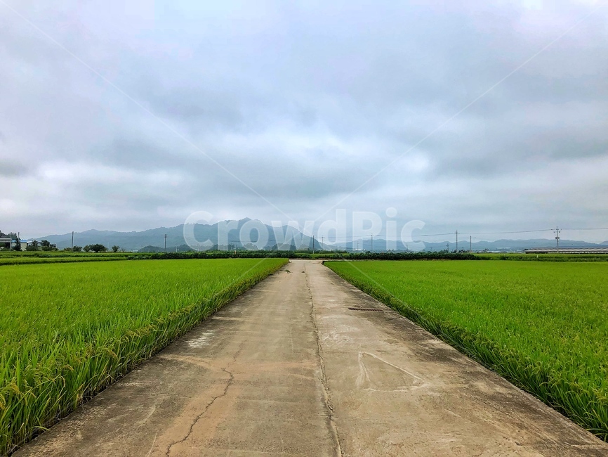 길,논,농경지,벼,하늘,녹색,자연,풍경,nature,landscape,field,들,grassland,목초지,outdoors,옥외