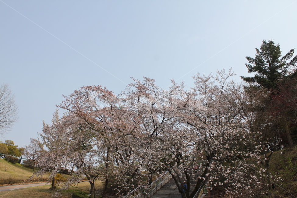 식물,자연,꽃,봄,풍경,아름다움,자연,풍경,nature,landscape,plant