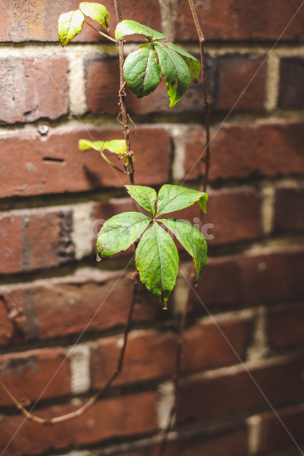 감성,빛,잎,초록,green,식물,자연,plants,nature
