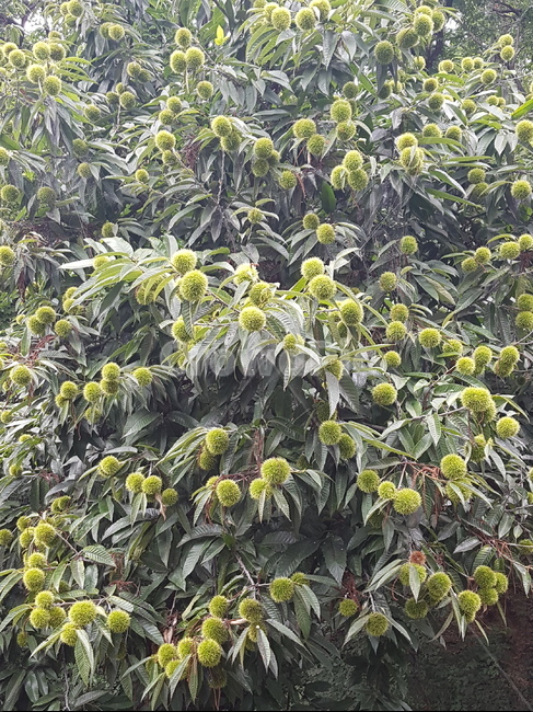 밤송이,밤나무,밤가시,가을,수확,식물,자연,plants,nature