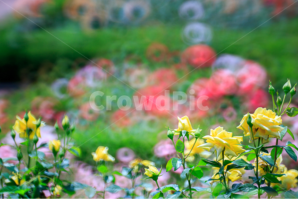 장미,노란장미,보케,반사렌즈,자연,식물,자연,plants,nature,꽃,flower