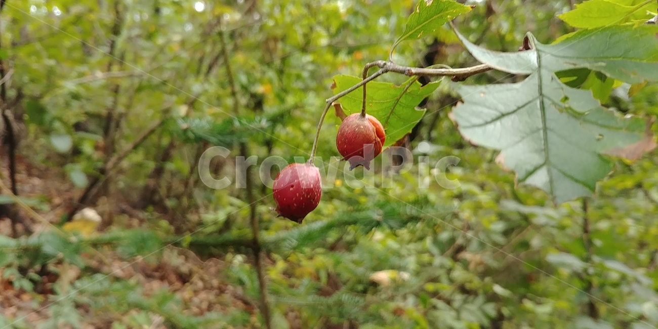 산사나무,산사나무열매,산나나무잎,식물,붉은열매,과일,열매,fruit