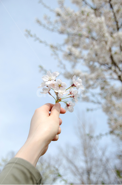 봄,벚꽃,손,꽃,자연,하늘,계절,휴식,꽃잎,배경,아름다운,아름다움,개화,분기,야외,그리움,기쁨,컨셉,휴가,봄,계절,spring,season,꽃,flower,plant,식물