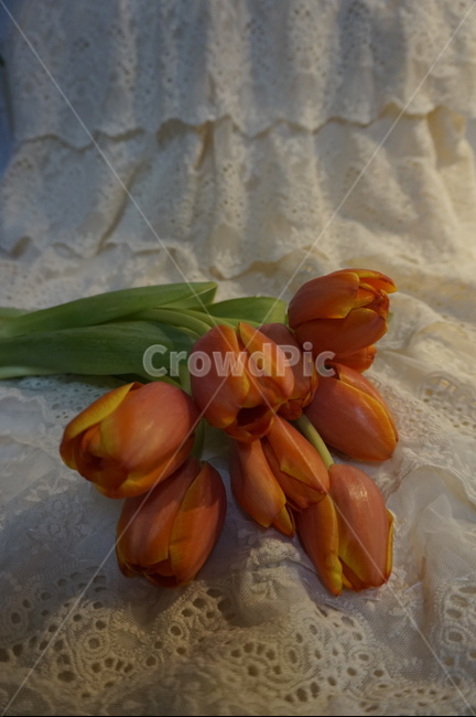 tulips,mangotulips,orange,flower,spring,망고튤립,튤립