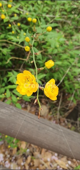 야생화,식물,노랑꽃,노랏,꽃,식물,자연,plants,nature,꽃,flower