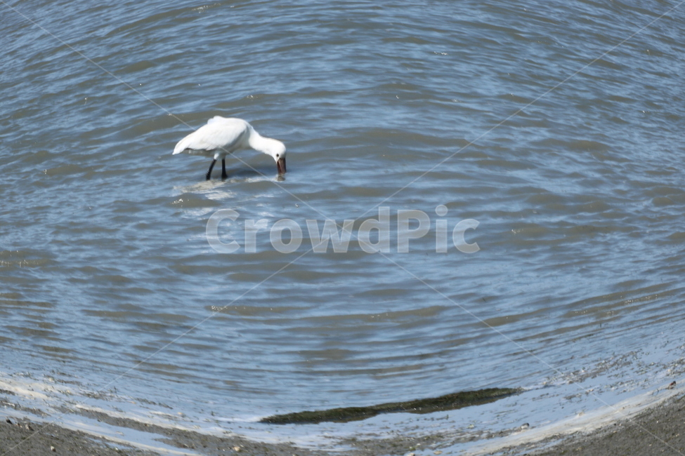 animal,동물,bird,새,바다