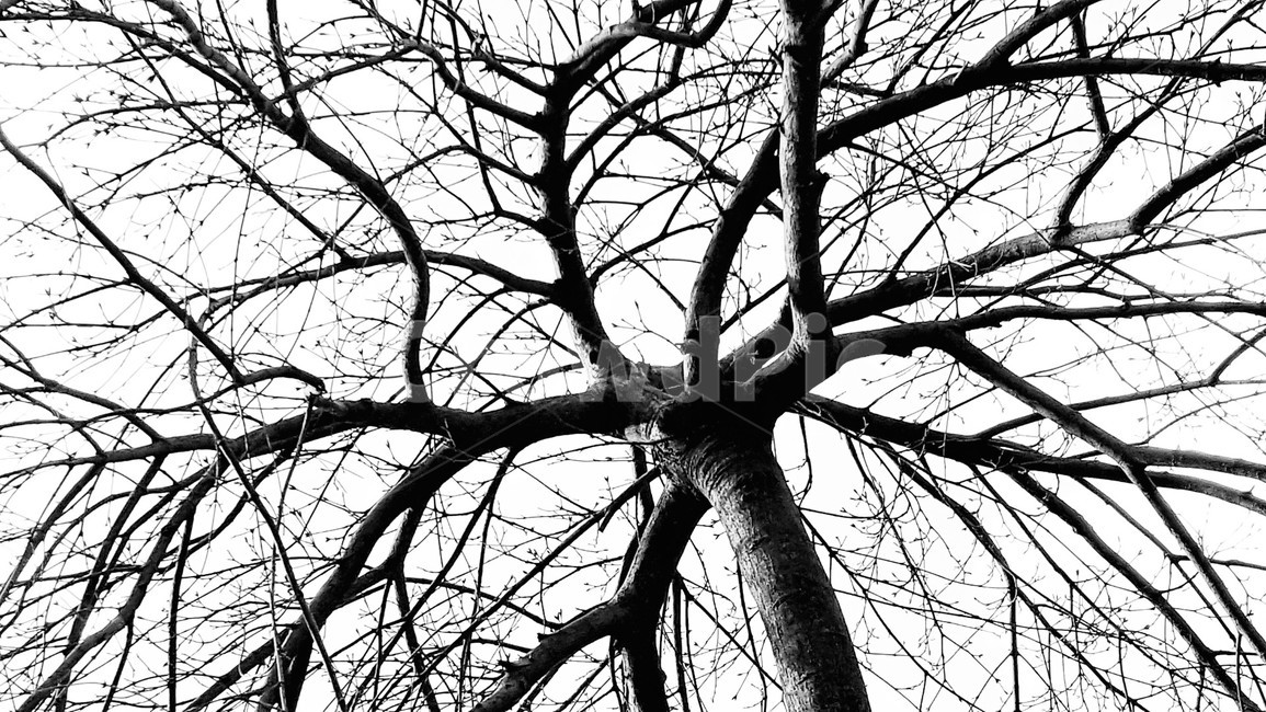 나무가지,나무,겨울,식물,자연,winter,season,plants,nature,trees,wood,허파,혈관,계절,풍경,겨울나무,쓸쓸함,외로움,landscape