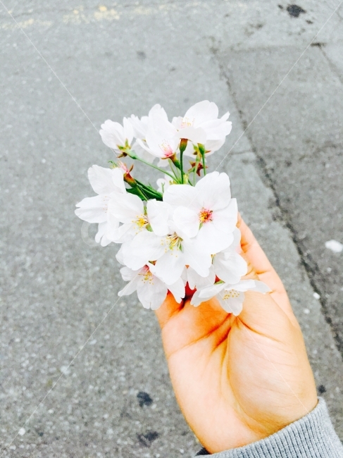 꽃,손,봄,벚꽃,꽃잎,사랑,따뜻함,포근함,감정,손동작,포옹,Hug,Flower,Spring,Love,봄,계절,spring,season,식물,자연,plants,nature,꽃,flower,사람,인물,인간,human,person,plant