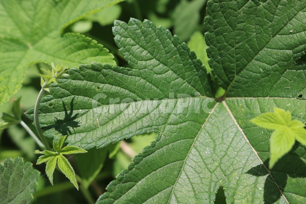식물,초록,햇빛,그림자,자연,plants,shokubutsu,green,midori,sunlight,hizashi,shadow,kage,nature,식물,자연,plants,nature