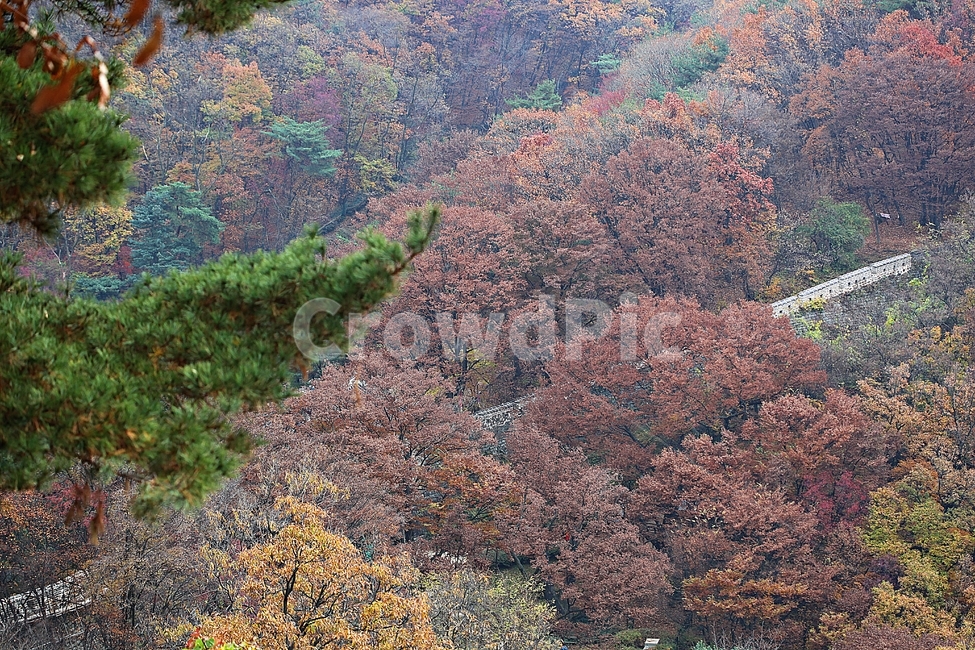 남한산성,성,성곽,단풍,낙엽,길,둘레길,숲,숲길,담,돌담,가을,자연,풍경,벽,울긋불긋,산성,식물,가을,계절,fall,autumn,season