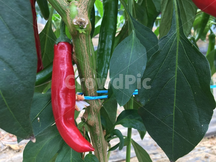 고추,농사,수확,자연,농장,음식,식재료,요리,food,cook,meal,dishes,food reserves,과일,열매,fruit
