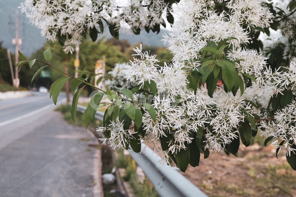이팝나무,이팝나무꽃,흰꽃,봄꽃,자연,흰색,초록색,식물,자연,plants,nature,꽃,flower