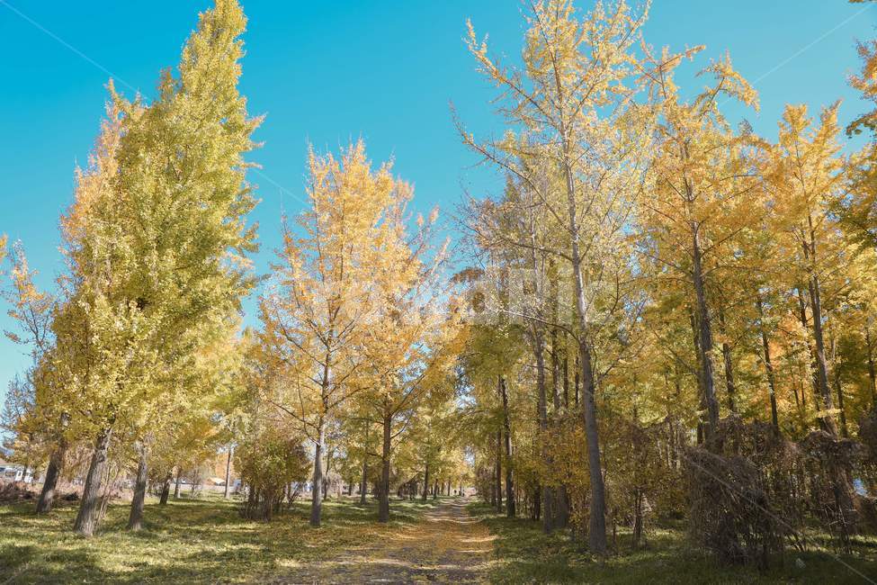 나무,은행나무,낙엽,다산은행나무숲,가을,푸른하늘,ginkgo,tree,fall,bluesky,감성사진,길,road,산책로,walk,plant,treetrunk,나무줄기,가을,계절,fall,autumn,season,자연,풍경,nature,landscape,식물,plants,나무,trees,wood