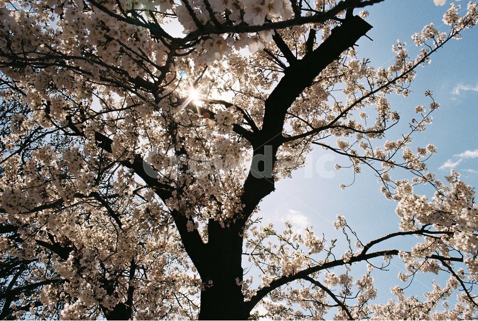 벚꽃,봄꽃,꽃,역광,햇살,봄날,봄,나무,봄,계절,spring,season,식물,자연,plants,nature,꽃,flower,나무,trees,wood,cherry blossom,plant,blossom