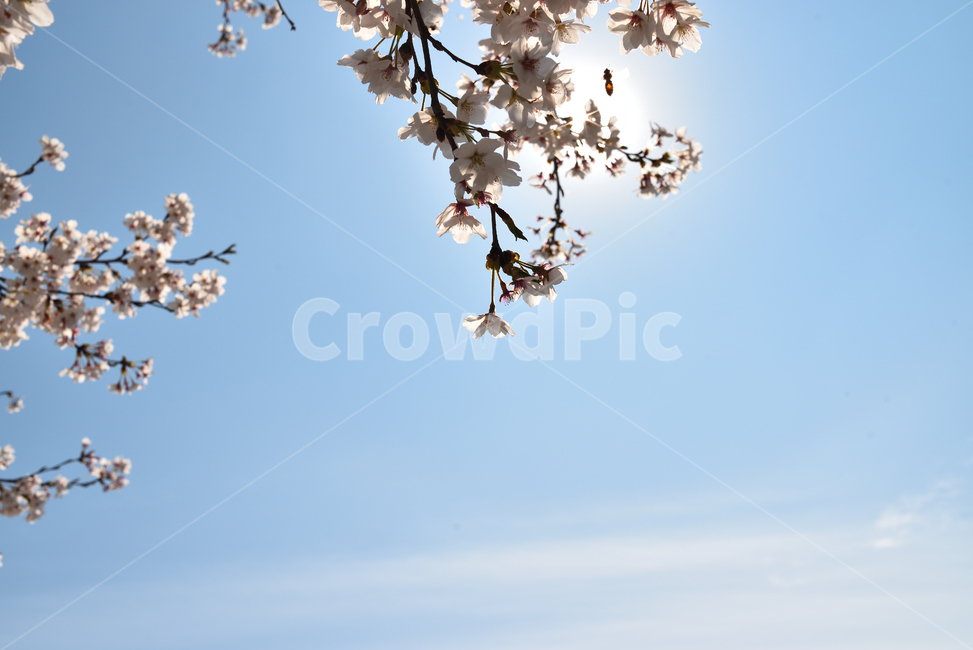 벚꽃,봄,꽃,산책,하늘,화창함,솜사탕,야외,공원,나들이,풍경,봄,계절,spring,season,자연,풍경,nature,landscape,plant,식물,blossom,flower