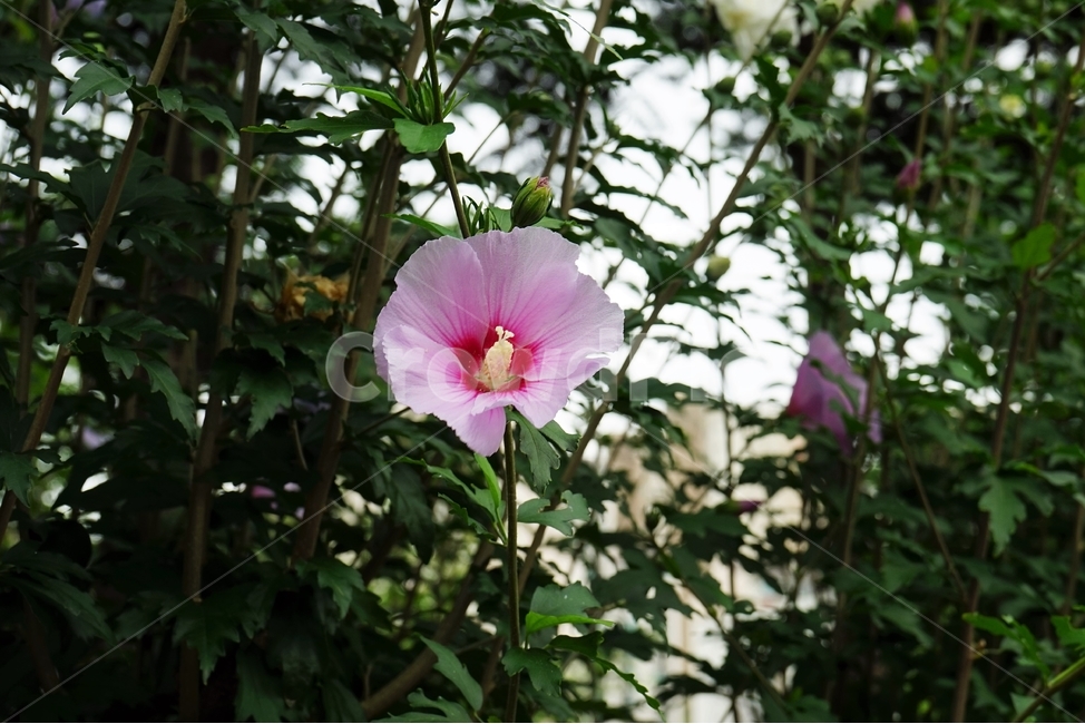 무궁화,꽃,식물,분홍,암술,식물,자연,plants,nature,꽃,flower